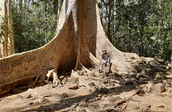 Over 400 years old Tung tree